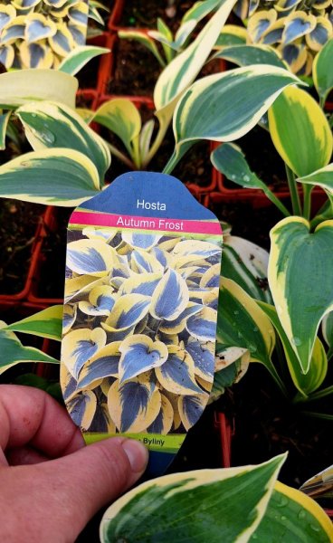 HOSTA MEDIUM AUTUMN FROST