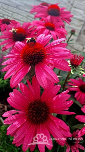 ECHINACEA SENSATION WILD ROMANCE