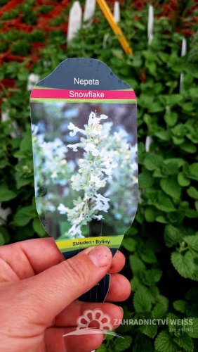 ŠANTA KOČÍČÍ BÍLÁ - NEPETA SNOWFLAKE