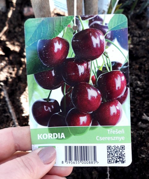 TŘEŠEŇ - KORDIA