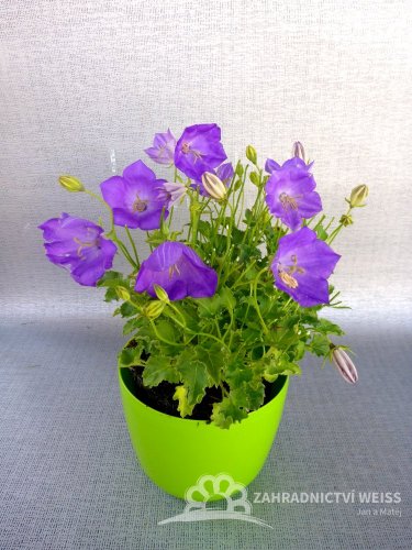 CAMPANULA CARPATICA "PRISTAR BLUE" - ZVONEK KARPATSKÝ