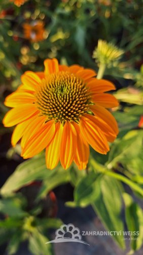 ECHINACEA PURP. LAKOTA YELLOW
