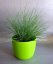 FESTUCA GLAUCA