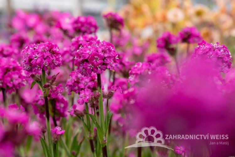 SMOLNIČKA - SILENE VISCARIAL - LYCHNIS CHERRY BUBBLES