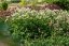JARMANKA VĚTŠÍ - ASTRANTIA ASTRA WHITE