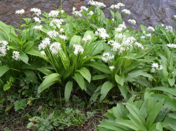 MEDVĚDÍ ČESNEK - ALLIUM URSINUM - ROSTLINA