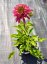 TŘAPATKA - ECHINACEA " BUTTERFLY KISSES"