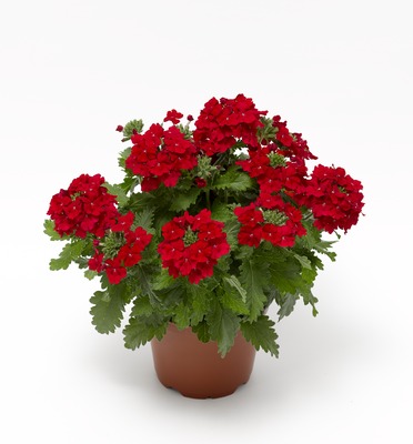 VERBENA ČERVENÁ - FLAIR RED