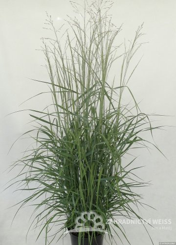 PROSO PRUTNATÉ - PANICUM VIRGATUM PRAIRIE SKY