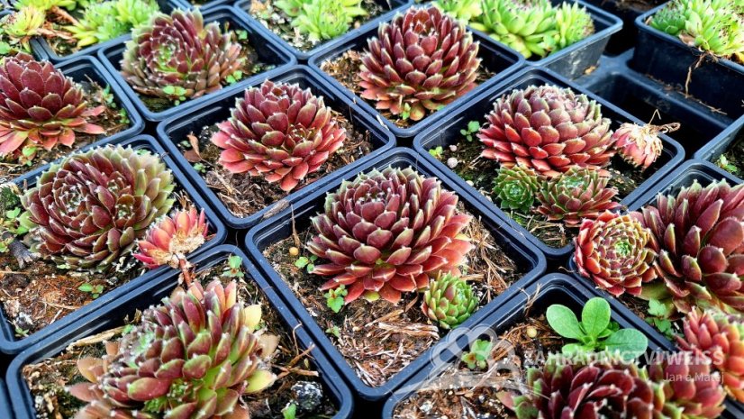 NETŘESK - SEMPERVIVUM HYB. CASSIOPEA