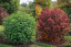 HORTEZIE LATNATÁ - HYDRANGEA PAN. "WIMS RED"