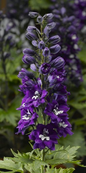 DELPHINIUM DARK BLUE
