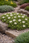 DELOSPERMA HYBRIDA GRAAF REINET