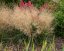 METLICE TRSNATÁ - DESCHAMPSIA CAESPITOSA TARDIFLORA