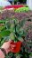 SEDUM TELEPHIUM THUNDERHEAD