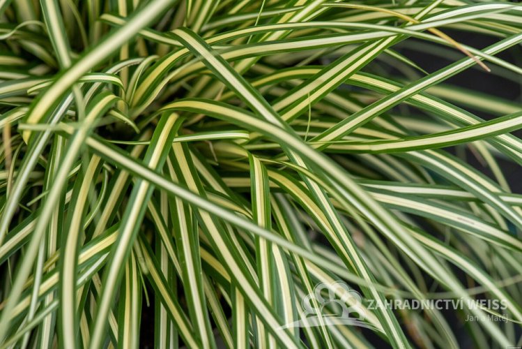 CAREX OSHIMENSIS MOONLIGHT