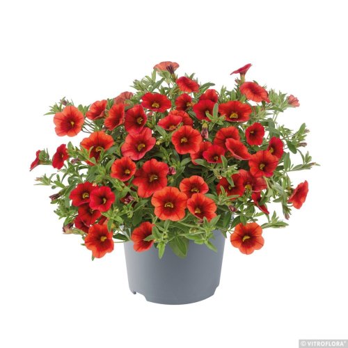 MILLION BELLS – CALIBRACHOA METRO EARLY ORANGE