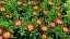 DELOSPERMA -  COOPERI JEWEL OF DESERT GRENADE