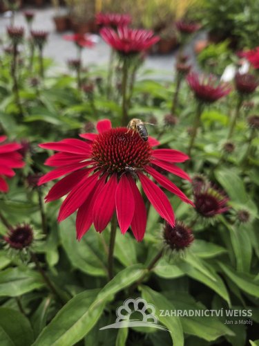 ECHINACEA HYBRIDA PEARL DEEP RED