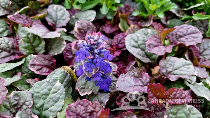 ZBĚHOVEC – AJUGA REPTANS BURGUNDY GLOW