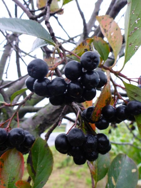 ARONIA MELANOCARPA - ARONIE ČERNÝ JEŘÁB