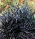 SEDOULEK PLOCHOSTVOLÝ - OPHIOPOGON PLANISCAPUS NIGRESCENS