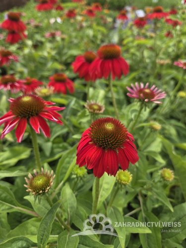 ECHINACEA PURP. SOMBRERO® SALSA RED