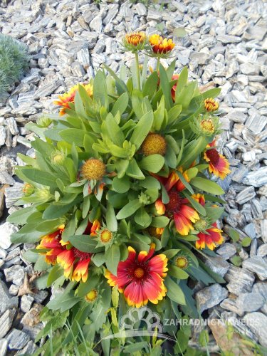 KOKARDA- GAILLARDIA GRANDIFLORA