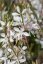 GAURA LINDHEIMERI - GRACEFUL WHITE