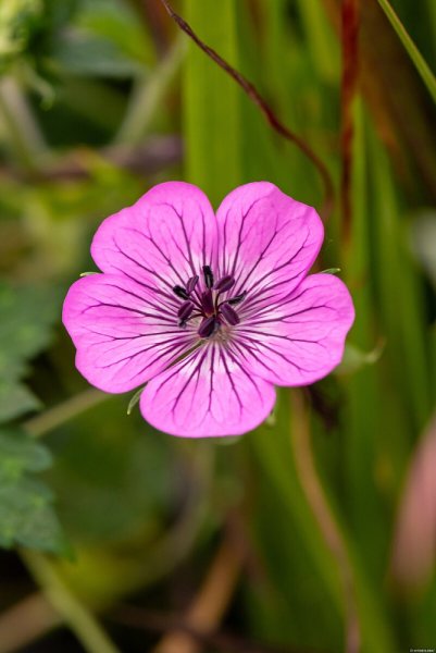KAKOST - GERANIUM  HYBRIDA PINK PENNY