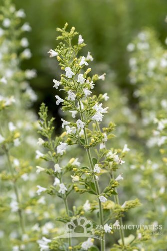 MARULKA BÍLÁ - CALAMINTHA WHITE CLOUD