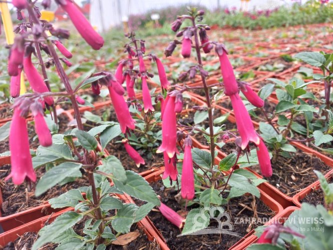 KAPSKÁ FUCHSIE - PHYGELIUS CAP. CANDY DROPS RED