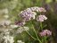 ACHILLEA MILLEFOLIUM "APPLE BLOSSOM"