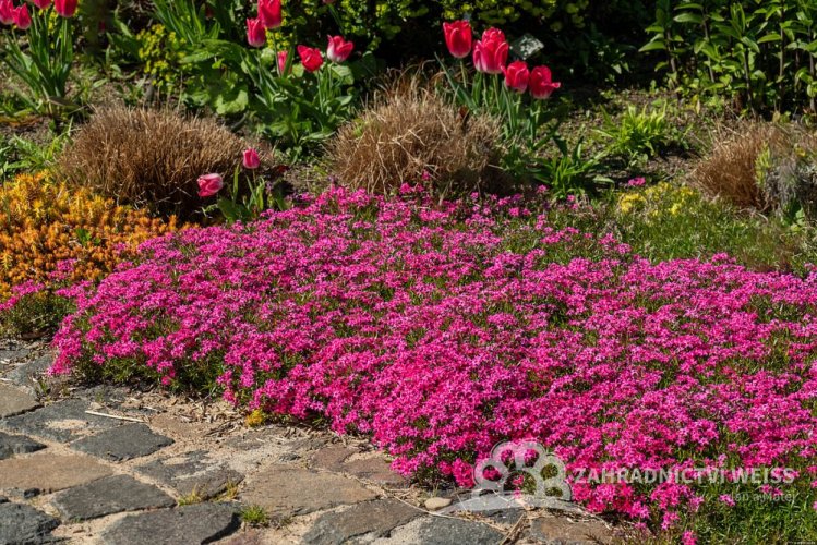 PHLOX SUBULATA - SCARLET FLAME