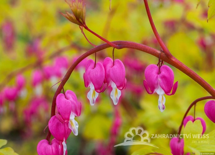 SRDCOVKA NÁDHERNÁ - DICENTRA GOLD HEART