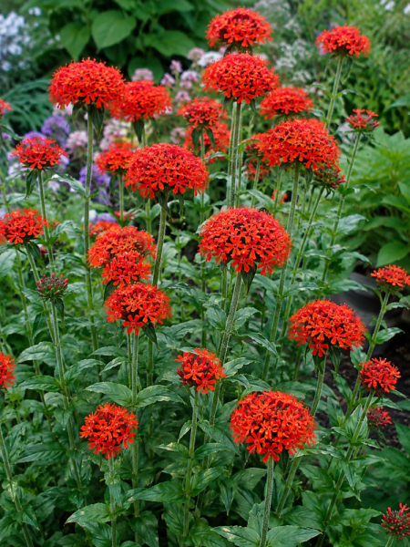 KOHOUTEK PLAMENY ČERVENÝ – LYCHNIS CHALCEDONICA RED