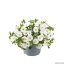 MILLION BELLS – CALIBRACHOA METRO WHITE