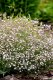 GYPSOPHILA REPENS KNUDDEL WHITE