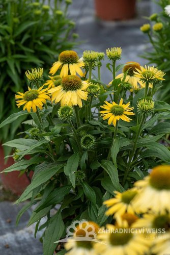 ECHINACEA HYBR. YELLOW PEARL