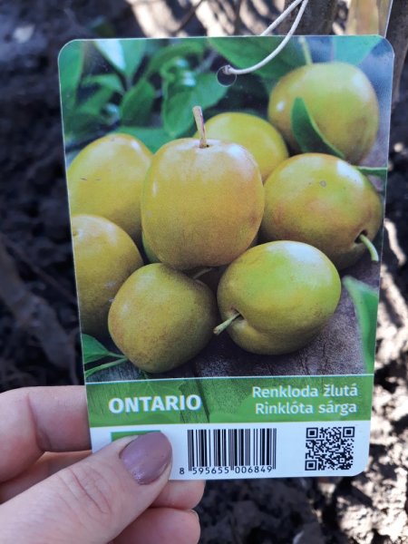 RYNGLE ŽLUTÁ - ONTARIO