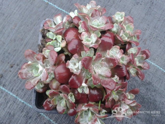 SEDUM SPATHULIFOLIUM - PURPUREUM