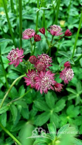 JARMANKA - ASTRANTIA ASTRA RED