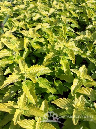 OŘECHOPLODEC - CARYOPTERIS CLANDONENSIS "HINT OF GOLD"