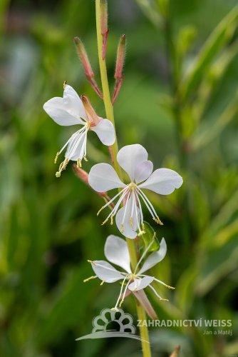 GAURA LIND. CORRIES GOLD
