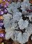 HEUCHERA SILVER GUMDROP