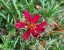 KRÁSNOOČKO - COREOPSIS VERTICILLATA RUBY RED