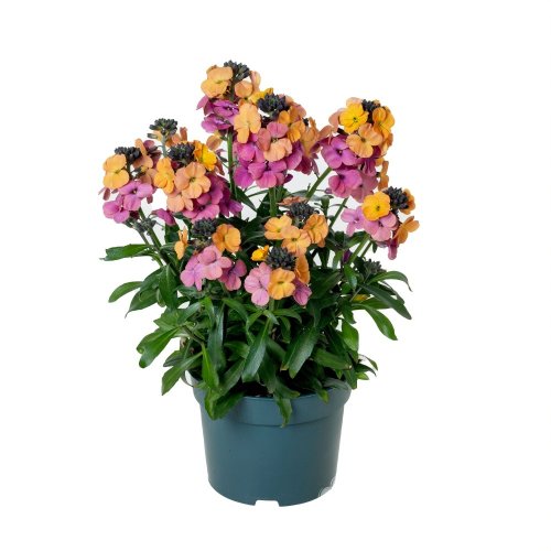 ERYSIMUM ERYSISTIBLE SUNSET