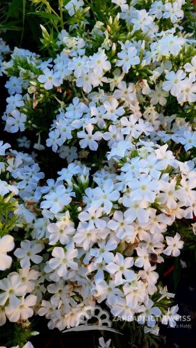 PHLOX PANICULATA EARLY WHITE ®