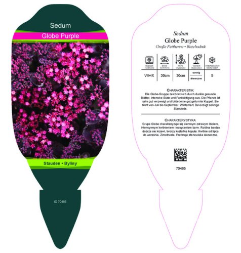 SEDUM HYBR. GLOBE PURPLE