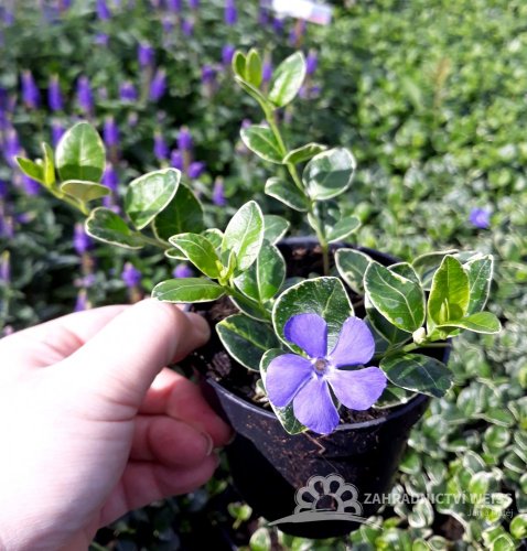 BARVÍNEK - VINCA MINOR RALPH SHUGERT
